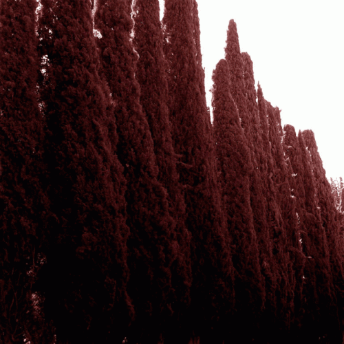 Velo Misere : Compendio de Trágicos Presagios Velo Misere : Compendio de Trágicos Presagios